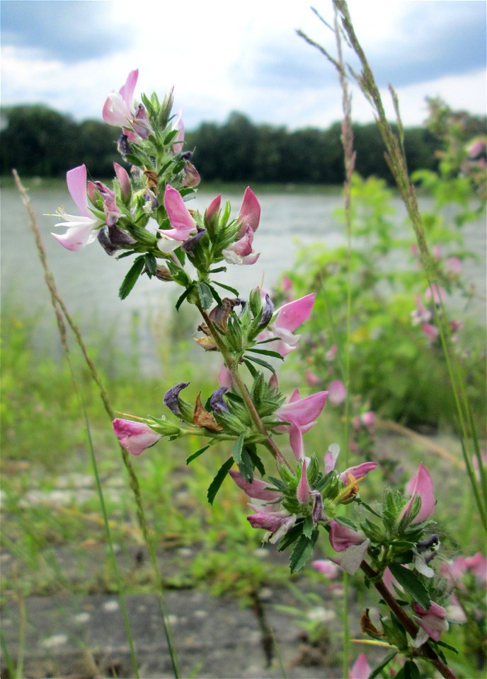 Dornige Hauhechel (Ononis spinosa) am Rheinufer im Naturschutzgebiet „Ketscher Rheininsel“