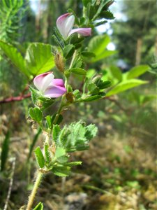 Kriechende Hauhechel (Ononis spinosa subsp. procurrens) an der Böschung der A6 in der Schwetzinger Hardt am Übergang zum Wald