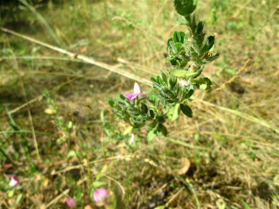 Kriechende Hauhechel (Ononis spinosa subsp. procurrens) an der Böschung der A6 in der Schwetzinger Hardt am Übergang zum Wald