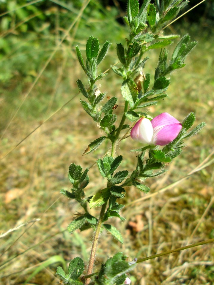 Kriechende Hauhechel (Ononis spinosa subsp. procurrens) an der Böschung der A6 in der Schwetzinger Hardt am Übergang zum Wald