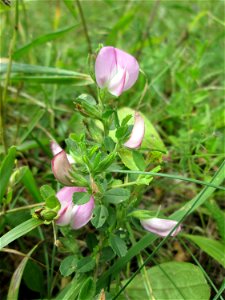 Dornige Hauhechel (Ononis spinosa) im Naturschutzgebiet Falkenlay bei Kennfus