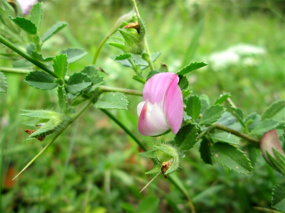 Dornige Hauhechel (Ononis spinosa) im Naturschutzgebiet Falkenlay bei Kennfus