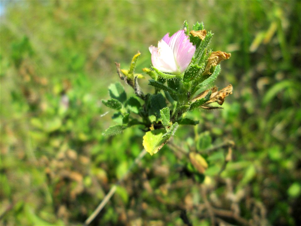 Kriechende Hauhechel (Ononis spinosa subsp. procurrens) im Naturschutzgebiet Birzberg