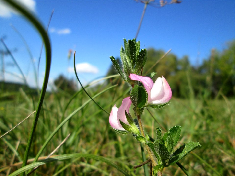 Kriechende Hauhechel (Ononis spinosa subsp. procurrens) auf einer Streuobstwiese oberhalb von Fechingen