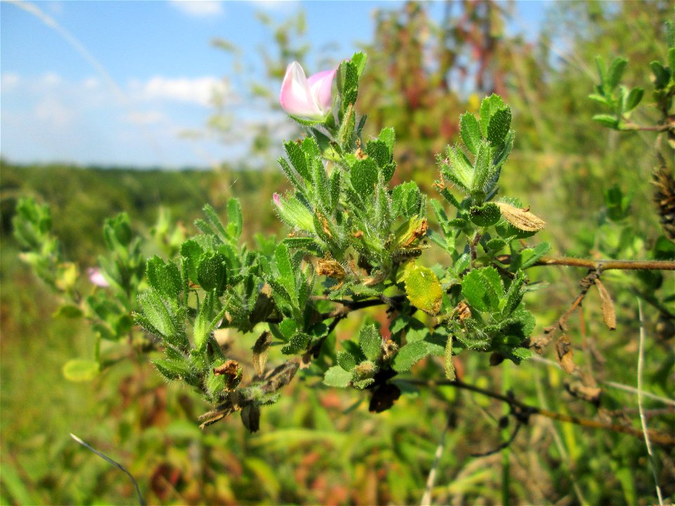 Kriechende Hauhechel (Ononis spinosa subsp. procurrens) im Naturschutzgebiet Birzberg