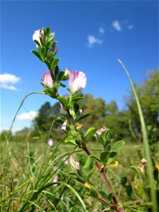 Kriechende Hauhechel (Ononis spinosa subsp. procurrens) auf einer Streuobstwiese oberhalb von Fechingen
