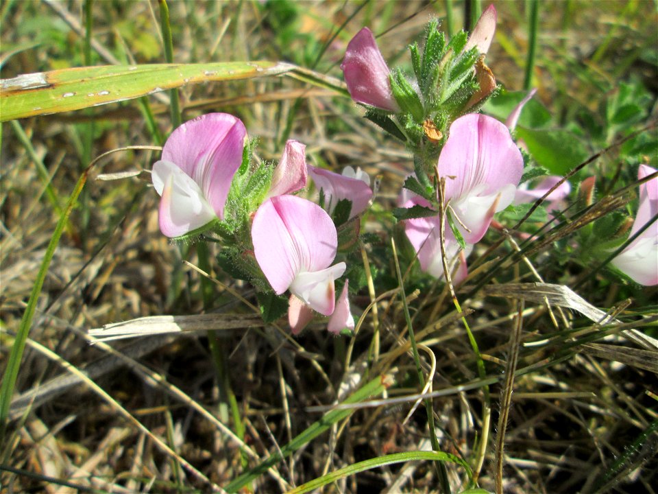 Kriechende Hauhechel (Ononis spinosa subsp. procurrens) auf einer Streuobstwiese oberhalb von Fechingen