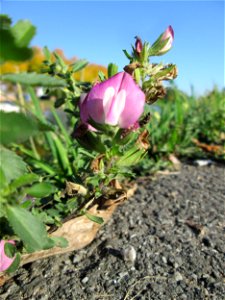 Kriechende Hauhechel (Ononis spinosa subsp. procurrens) an der Saar in Alt-Saarbrücken