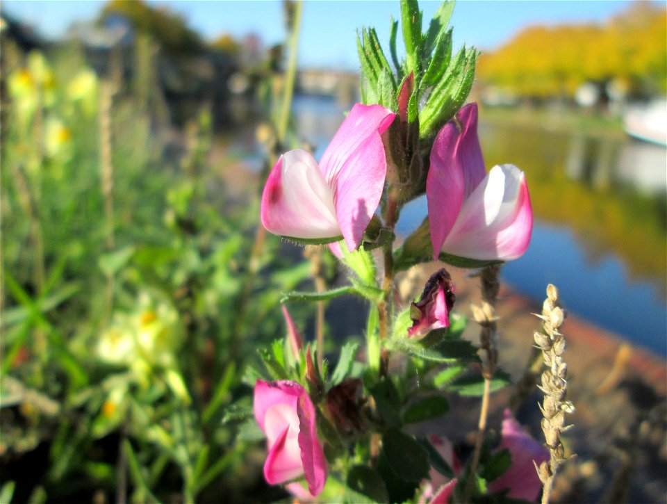 Kriechende Hauhechel (Ononis spinosa subsp. procurrens) an der Saar in Alt-Saarbrücken