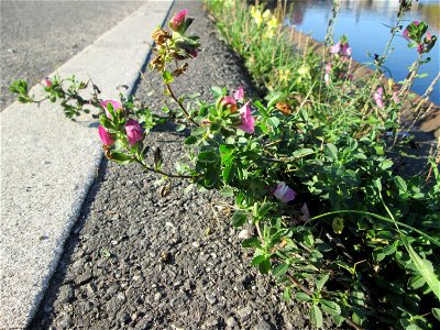 Kriechende Hauhechel (Ononis spinosa subsp. procurrens) an der Saar in Alt-Saarbrücken