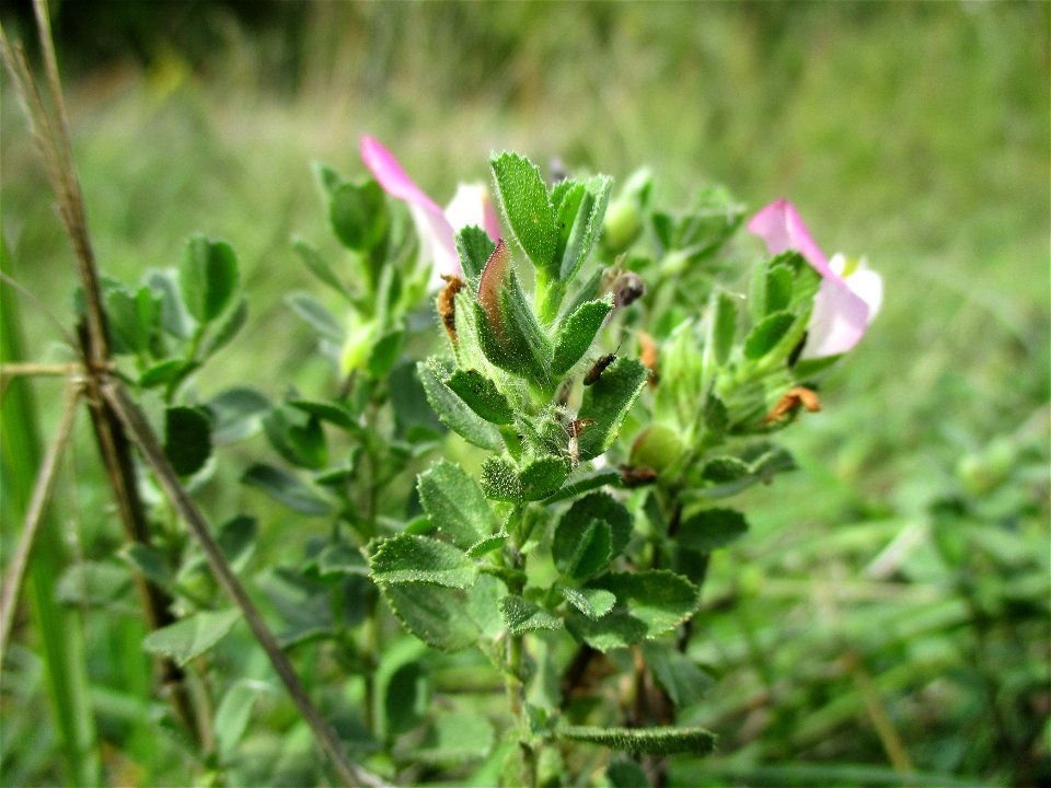 Kriechende Hauhechel (Ononis spinosa subsp. procurrens) im Naturschutzgebiet Birzberg