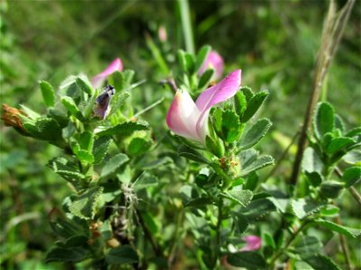 Kriechende Hauhechel (Ononis spinosa subsp. procurrens) im Naturschutzgebiet Birzberg
