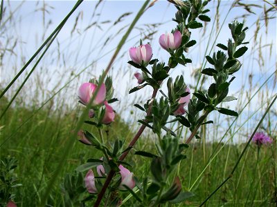 Kriechende Hauhechel (Ononis spinosa subsp. procurrens) auf einer Streuobstwiese bei Gersheim