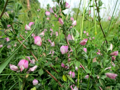 Kriechende Hauhechel (Ononis spinosa subsp. procurrens) auf einer Streuobstwiese bei Gersheim
