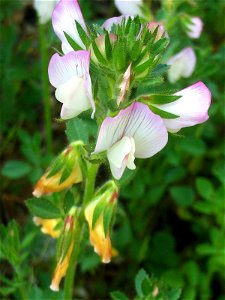 Ononis repens flower close up, Sierra Madrona, Spain