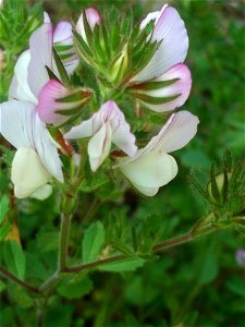 Ononis repens plant, Sierra Madrona, Spain