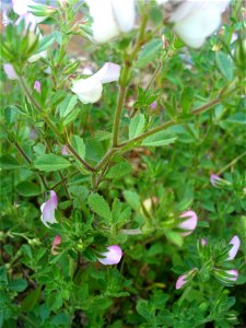 Ononis repens stems and leaves, Sierra Madrona, Spain
