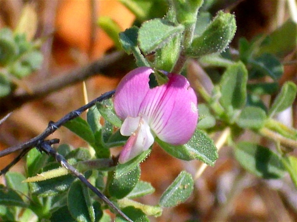 Ononis spinosa subsp. australis flower close up, Dehesa Boyal de Puertollano, Spain
