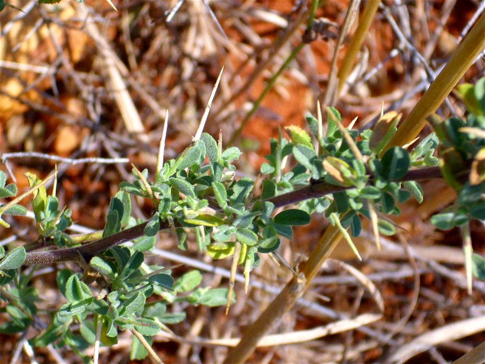 Ononis spinosa subsp. australis spines, stem, and leaves, Dehesa Boyal de Puertollano, Spain