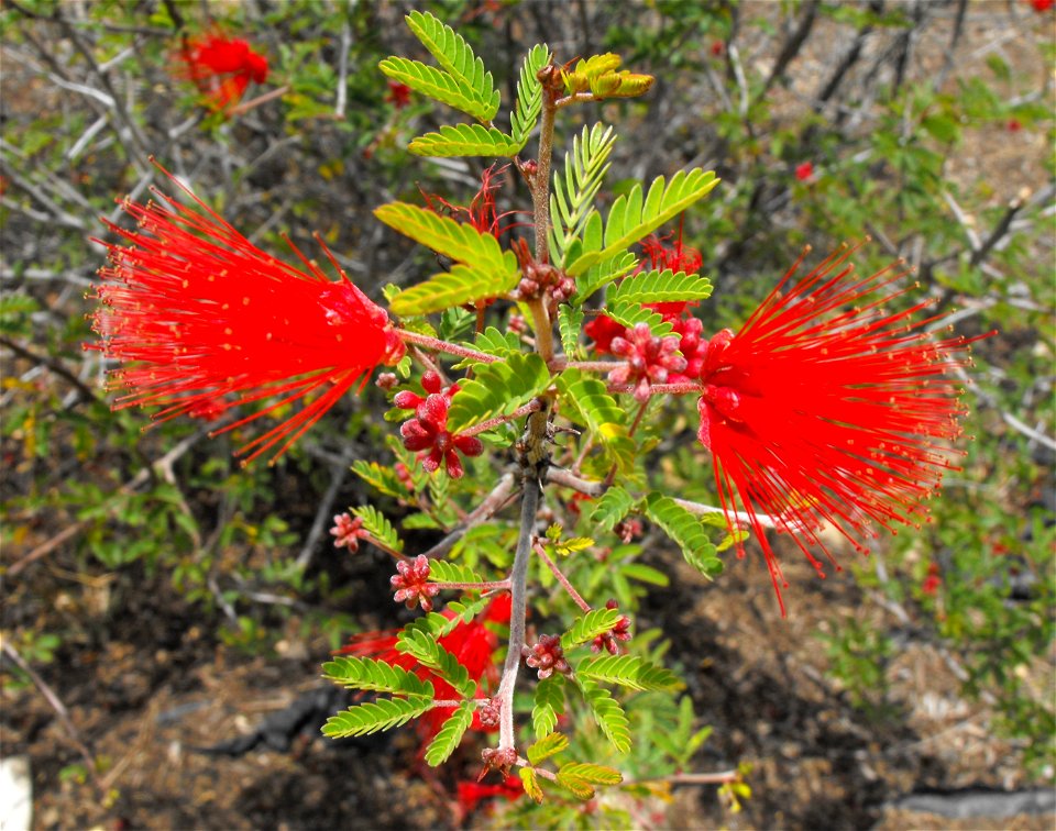 Calliandra eriophylla in the Mediterranean Garden at San Diego State University, California, USA.