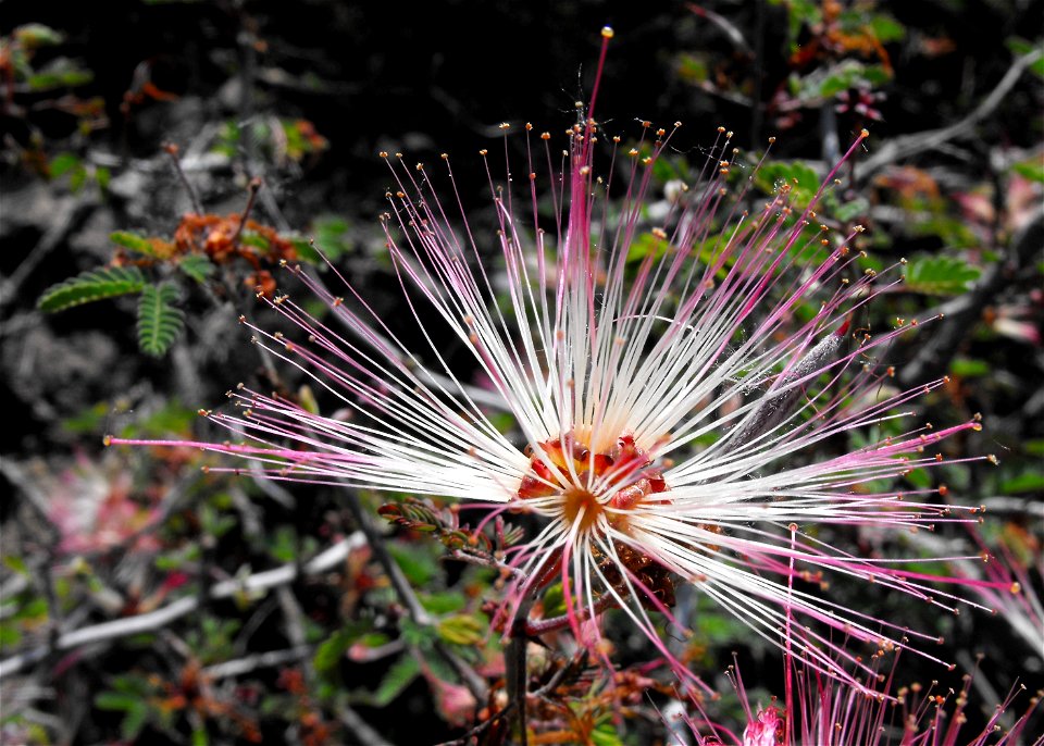 Calliandra eriophylla at Rancho Santa Ana Botanic Garden in Claremont, California, USA. Identified by sign.