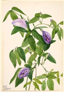 Butterfly Pea (Clitoria mariana)