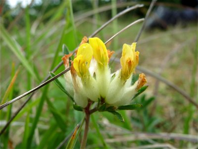 Echter Wundklee (Anthyllis vulneraria) im Naturschutzgebiet Badstube