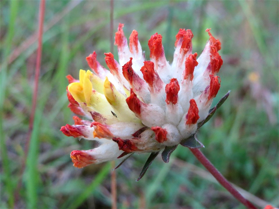 Echter Wundklee (Anthyllis vulneraria) im Naturschutzgebiet Birzberg