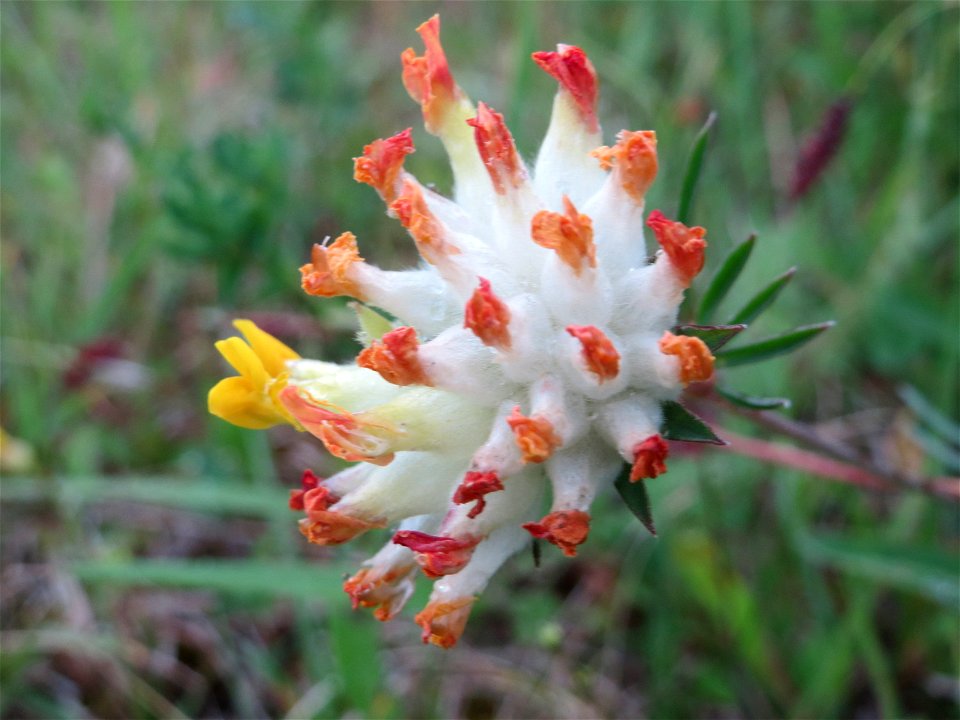 Echter Wundklee (Anthyllis vulneraria) im Naturschutzgebiet Birzberg
