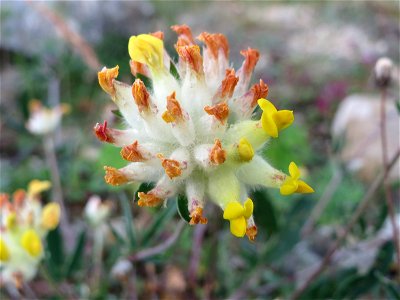 Echter Wundklee (Anthyllis vulneraria) im Naturschutzgebiet Birzberg