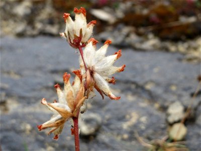 Echter Wundklee (Anthyllis vulneraria) im Naturschutzgebiet Birzberg
