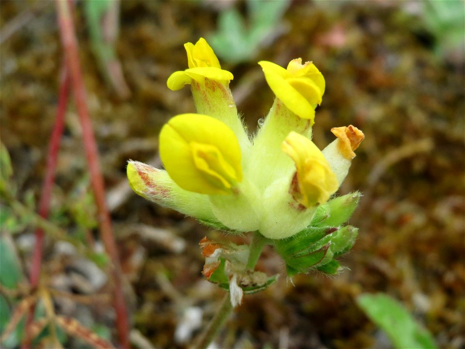 Echter Wundklee (Anthyllis vulneraria) im Naturschutzgebiet Birzberg
