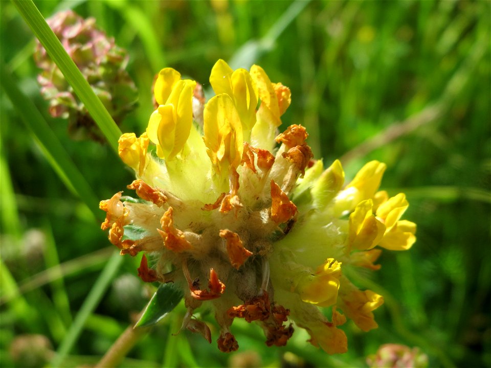 Echter Wundklee (Anthyllis vulneraria) in Saarbrücken
