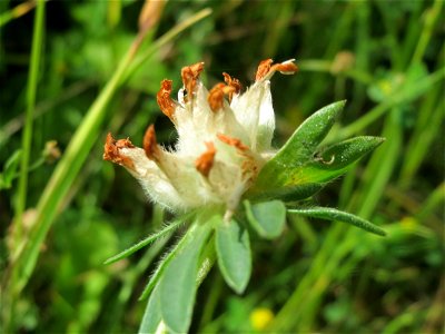 Echter Wundklee (Anthyllis vulneraria) in Saarbrücken