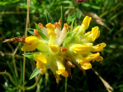 Echter Wundklee (Anthyllis vulneraria) in Saarbrücken