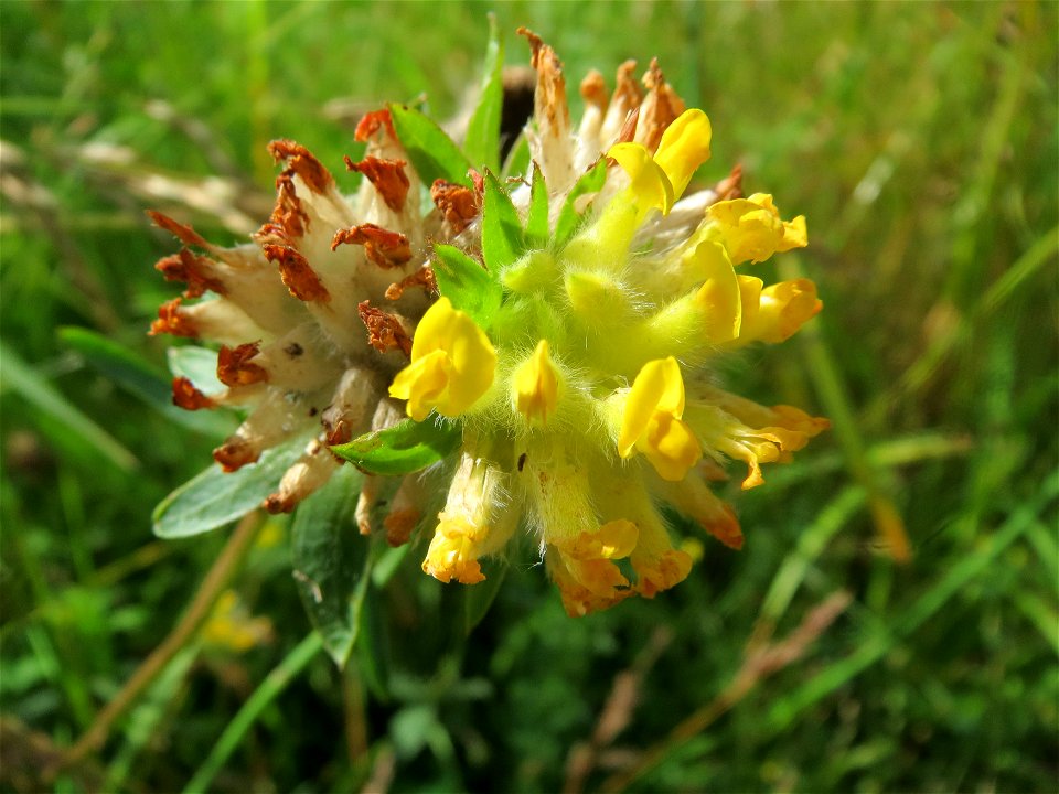 Echter Wundklee (Anthyllis vulneraria) in Saarbrücken