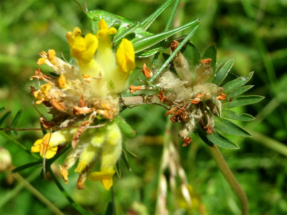 Echter Wundklee (Anthyllis vulneraria) in Saarbrücken