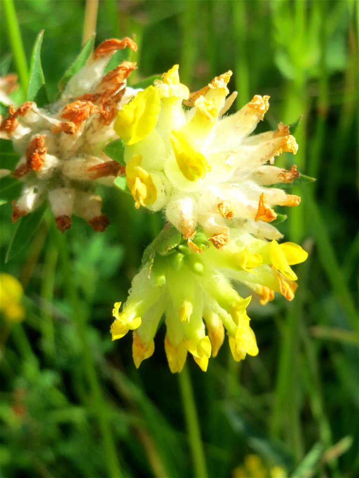 Echter Wundklee (Anthyllis vulneraria) bei Nußloch