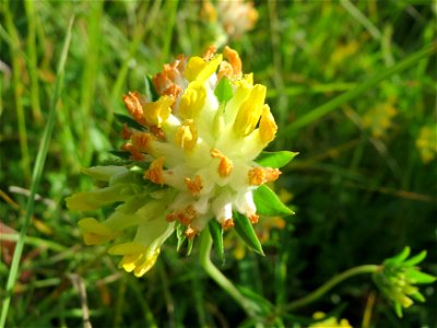 Echter Wundklee (Anthyllis vulneraria) bei Nußloch