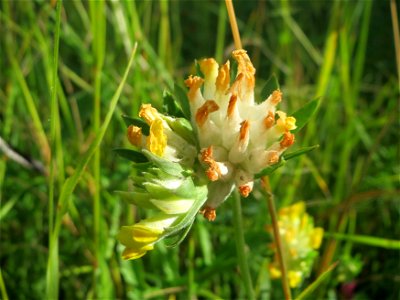 Echter Wundklee (Anthyllis vulneraria) bei Nußloch