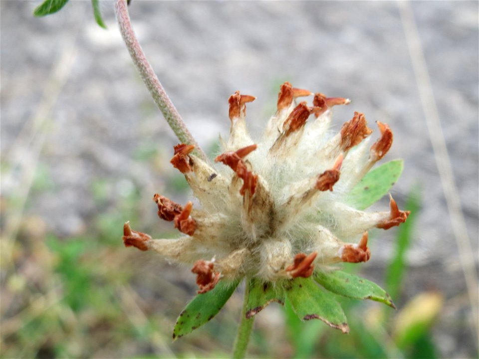 Echter Wundklee (Anthyllis vulneraria) in Saarbrücken