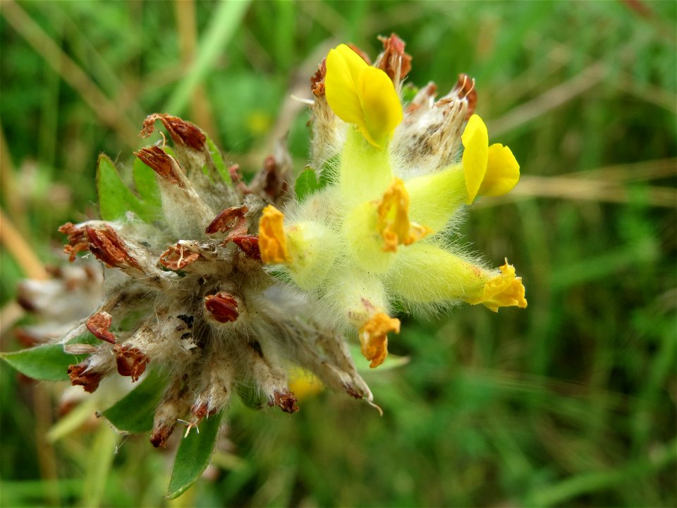 Echter Wundklee (Anthyllis vulneraria) in Saarbrücken