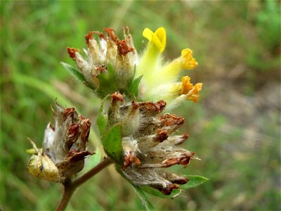 Echter Wundklee (Anthyllis vulneraria) in Saarbrücken