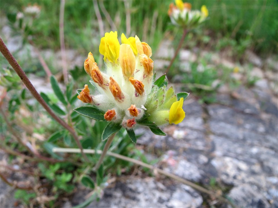 Der eher seltene Echte Wundklee (Anthyllis vulneraria) in Saarbrücken