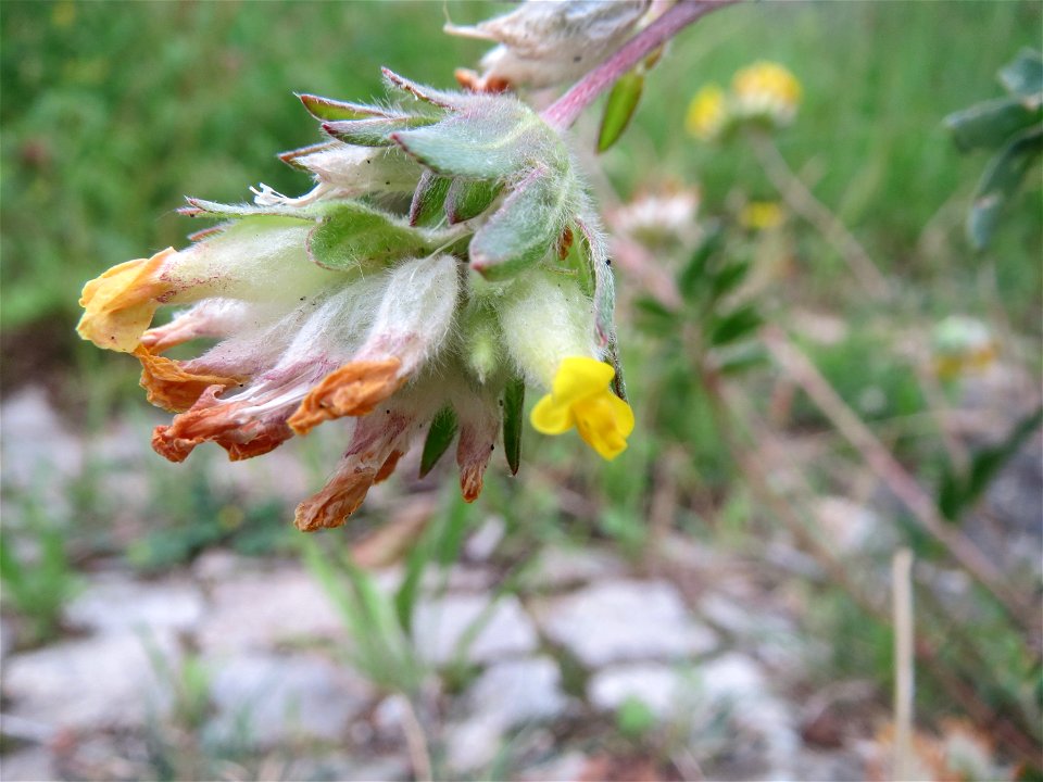 Der eher seltene Echte Wundklee (Anthyllis vulneraria) in Saarbrücken