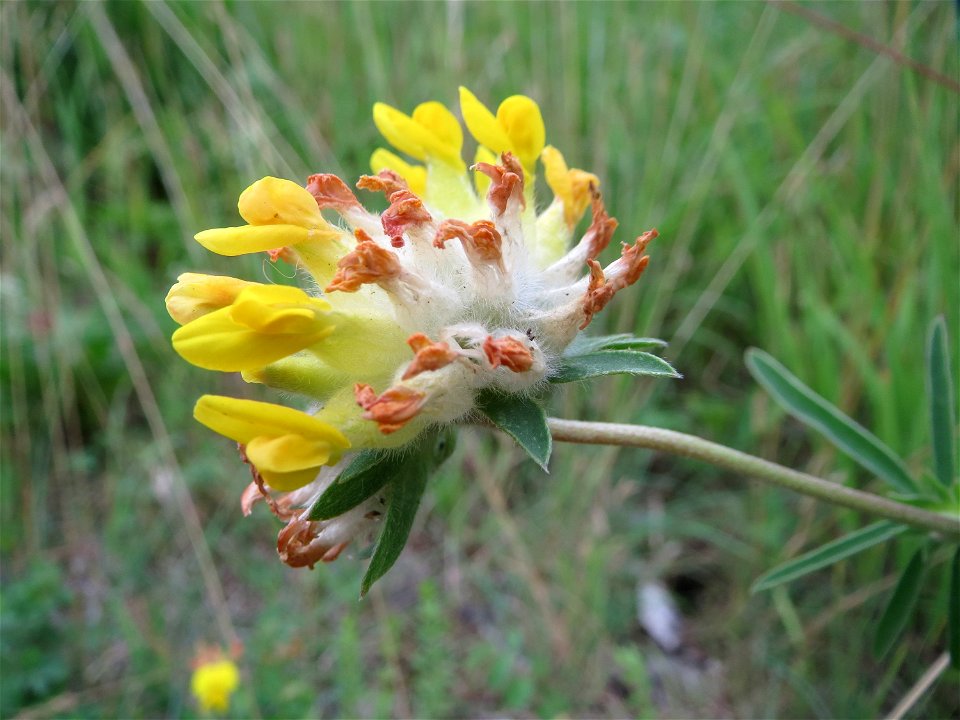 Der eher seltene Echte Wundklee (Anthyllis vulneraria) in Saarbrücken