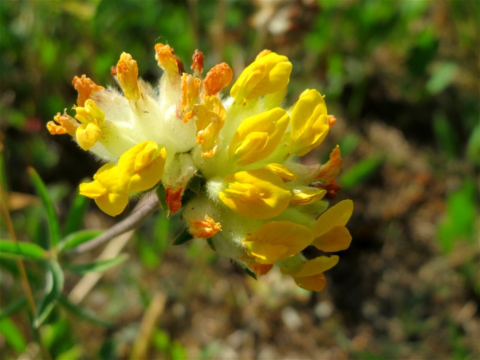 Der eher seltene Echte Wundklee (Anthyllis vulneraria) in Saarbrücken