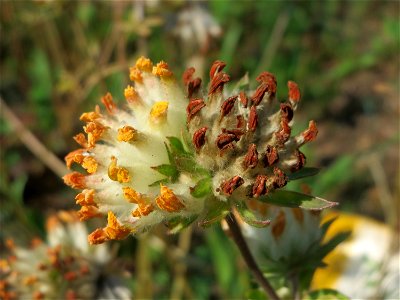 Der eher seltene Echte Wundklee (Anthyllis vulneraria) in Saarbrücken