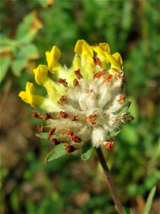 Der eher seltene Echte Wundklee (Anthyllis vulneraria) in Saarbrücken