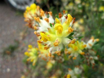 Echter Wundklee (Anthyllis vulneraria) auf einem Wildblumenstreifen zwischen Mainzer und Halbergstraße in Saarbrücken